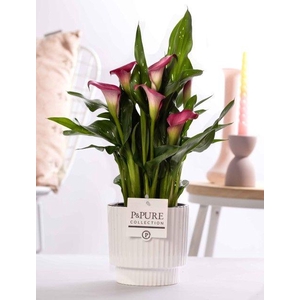 Zantedeschia pink in P&PURE Ivy ceramics shiny white