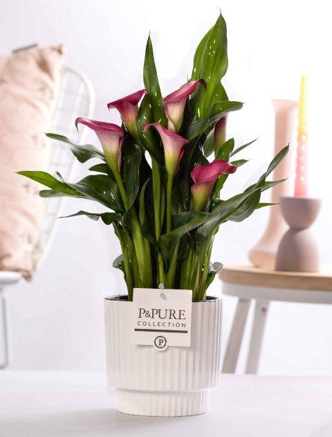 <h4>Zantedeschia pink in P&PURE Ivy ceramics shiny white</h4>