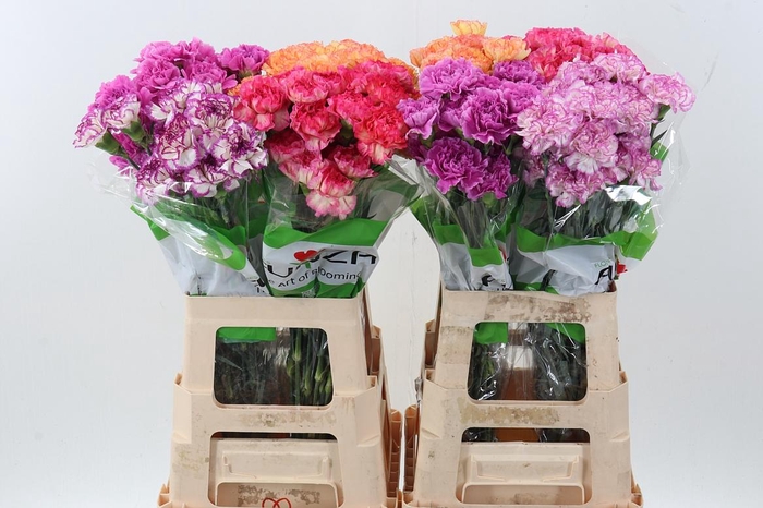 <h4>Di St Gem In Fust</h4>