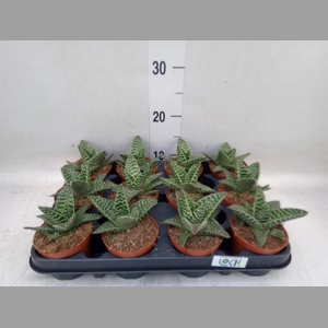 Aloe somaliensis
