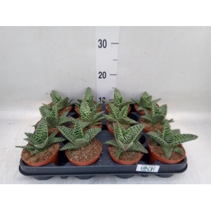 Aloe somaliensis
