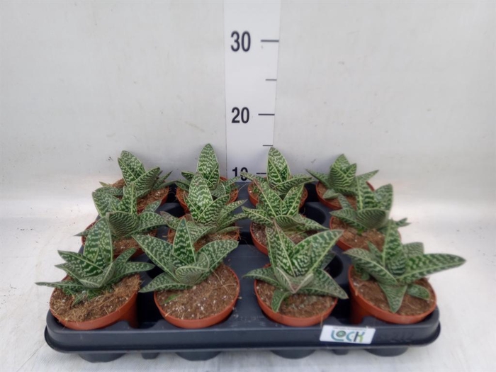 <h4>Aloe somaliensis</h4>