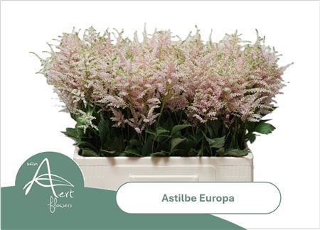 <h4>Astilbe Europa 60cm</h4>
