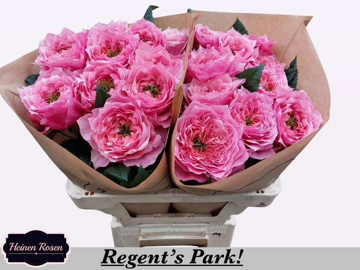 <h4>R GR REGENTS PARK!</h4>