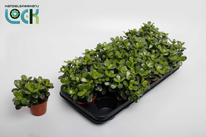 <h4>Crassula Minor</h4>