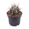 FEROCACTUS STAINESIIn p9