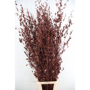 Betula met Blad Metallic Brown