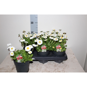 BELLIS P KL BEL WHIT