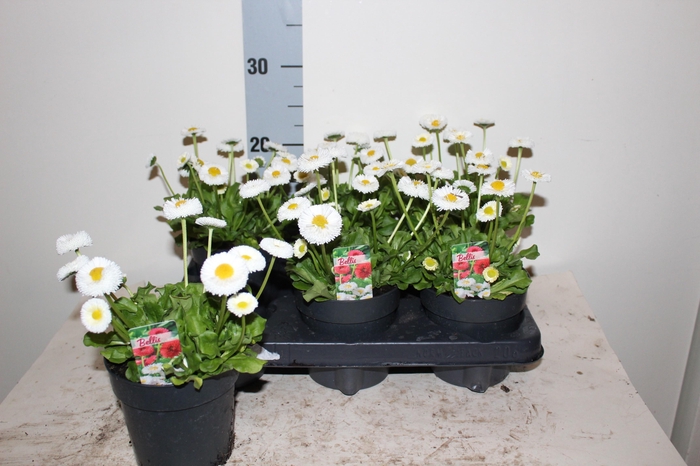 <h4>BELLIS P KL BEL WHIT</h4>