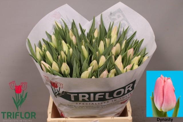 <h4>TU EN DYNASTY</h4>