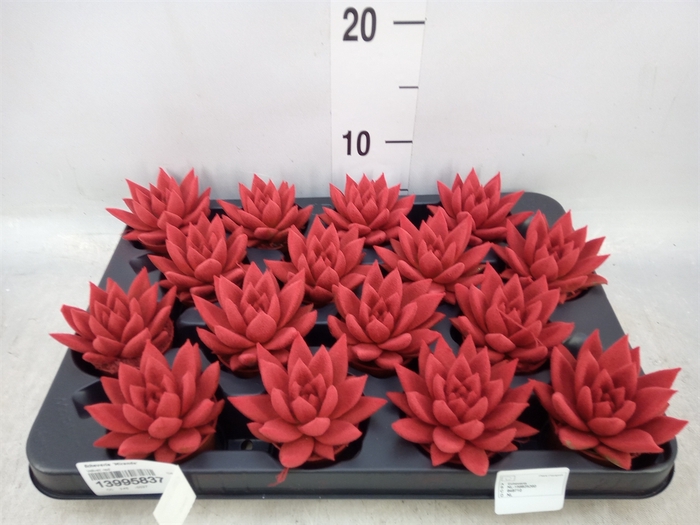 <h4>Echeveria  'Miranda'</h4>