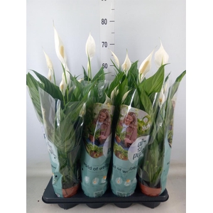 Spathiphyllum  'Sweet Chico'