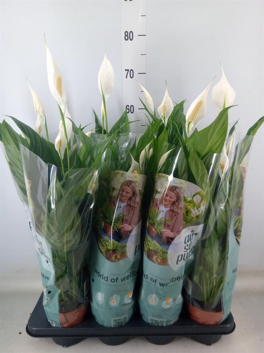 <h4>Spathiphyllum  'Sweet Chico'</h4>