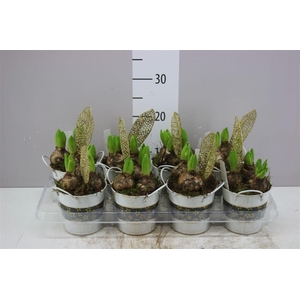 Arr Hyacinth In Zink