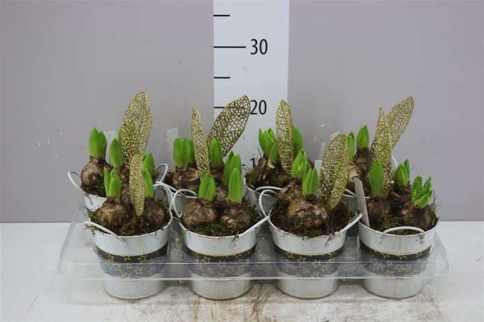 <h4>Arr Hyacinth In Zink</h4>