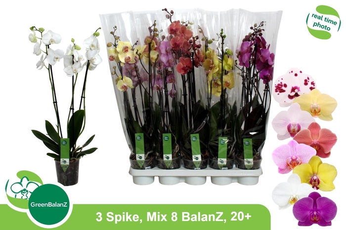 <h4>PHAL GEM 8 KL</h4>