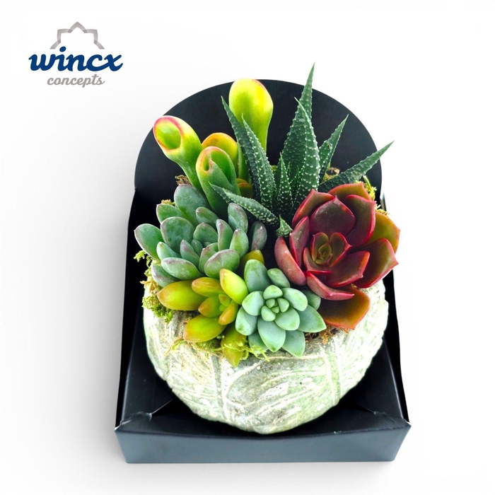 <h4>Concepts® - Succulent Rondo</h4>