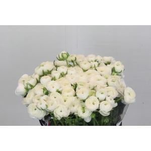 Ranunculus Elegance White