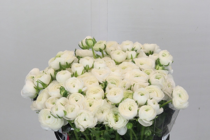 <h4>Ranunculus Elegance White</h4>