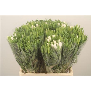 Clarkia Am Gr White