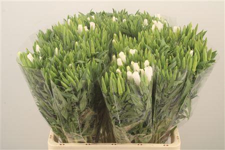 <h4>Clarkia Am Gr White</h4>