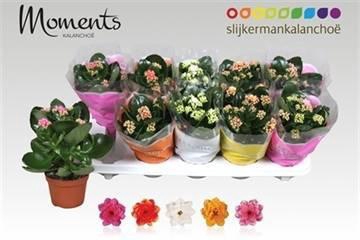 <h4>KAL GE GEM 5 KL</h4>