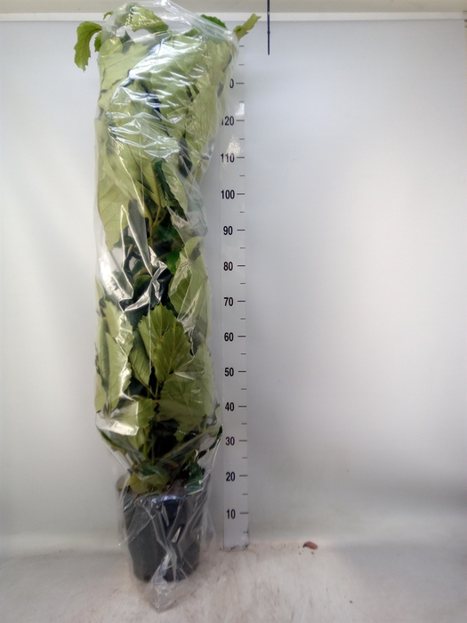 <h4>Tetrastigma voinierianum</h4>