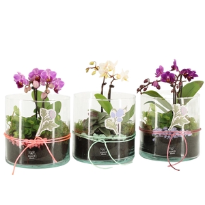 21940: Contradiction arrangement