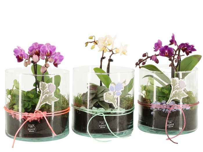 <h4>21940: Contradiction arrangement</h4>