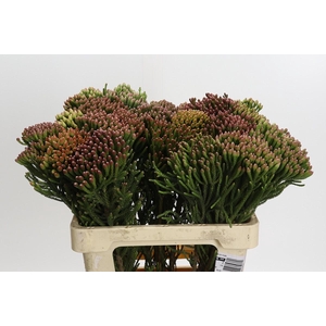 Cape Greens Red Brunia XL