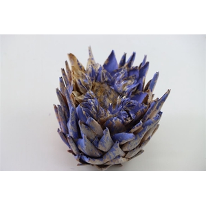 Dried Artz Cynara Heads Matisse