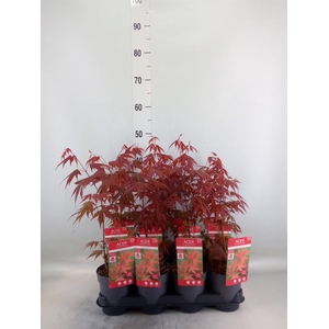 Acer palmatum 'Atropurpureum'