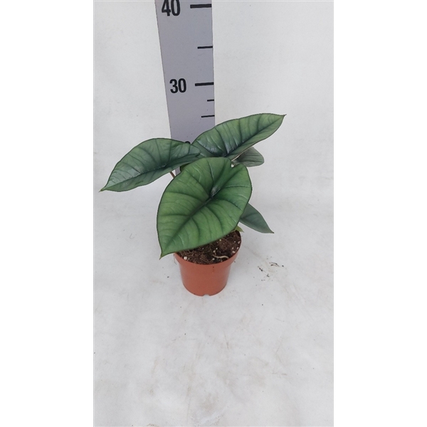 <h4>Alocasia Platinum</h4>