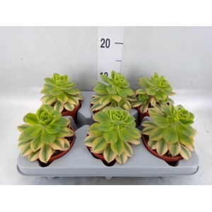 Aeonium   ...