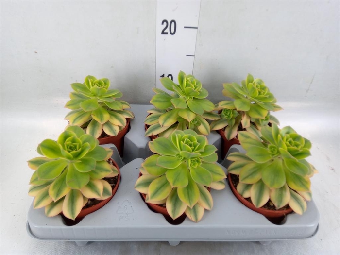<h4>Aeonium   ...</h4>