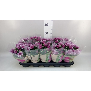 Chrysanthemum  'Artistic Jeff Pink'