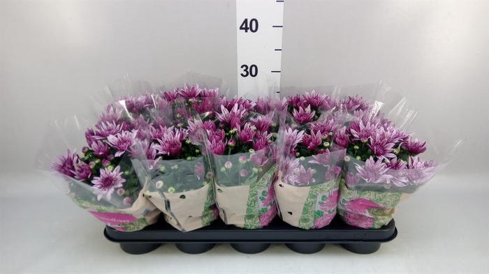 Chrysanthemum  'Artistic Jeff Pink'