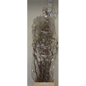 Corylus Av Contorta