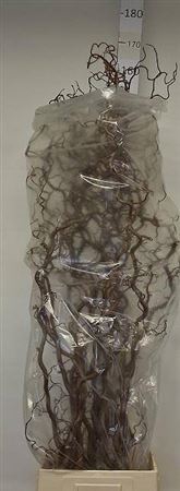 <h4>Corylus Av Contorta</h4>