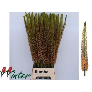 Eremurus Rumba