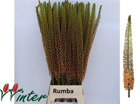 <h4>Eremurus Rumba</h4>