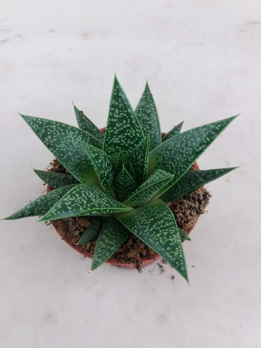 <h4>Gasteria Verrucosa</h4>