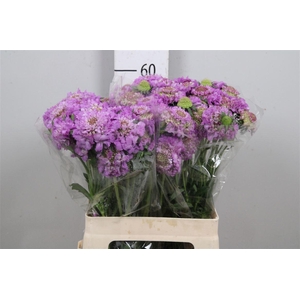 Scab At Bb Scoop Ube