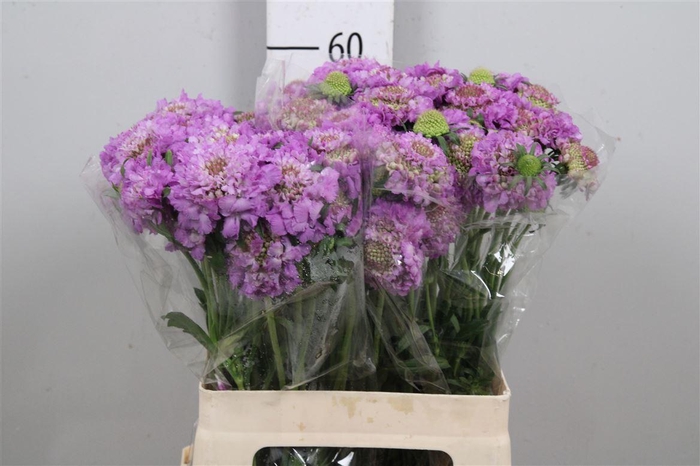 <h4>Scab At Bb Scoop Ube</h4>