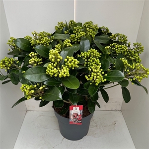 Skimmia Veitchii P27 30+ tros