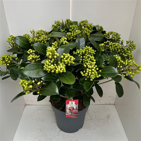 <h4>Skimmia Veitchii P27 30+ tros</h4>