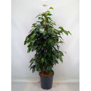 Ficus benja. 'Danielle'