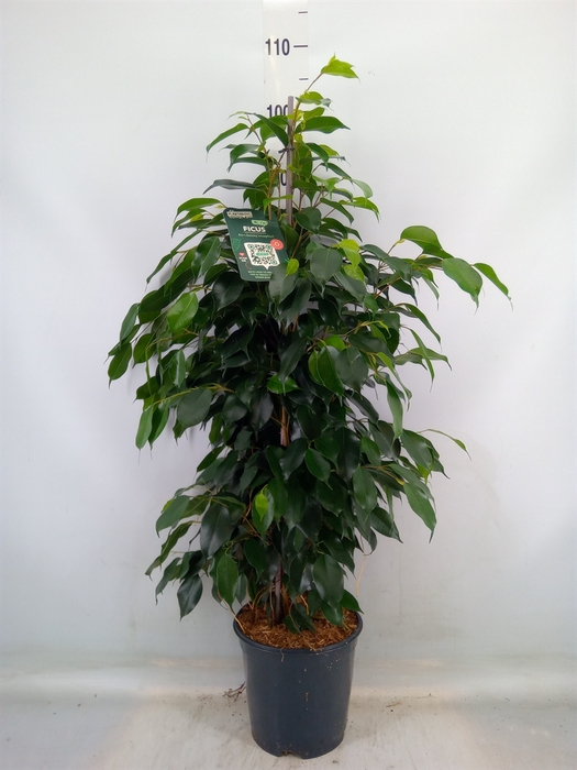 <h4>Ficus benja. 'Danielle'</h4>