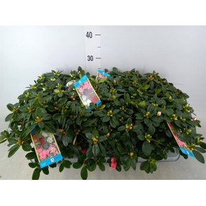 Rhododendron sim. 'Hellmut V' .mix6