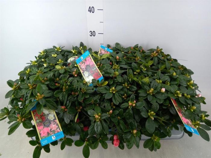 <h4>Rhododendron sim. 'Hellmut V' .mix6</h4>